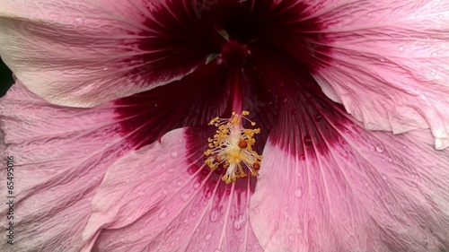 Big pink flower of Hibiscus (Rose of Sharon). photo