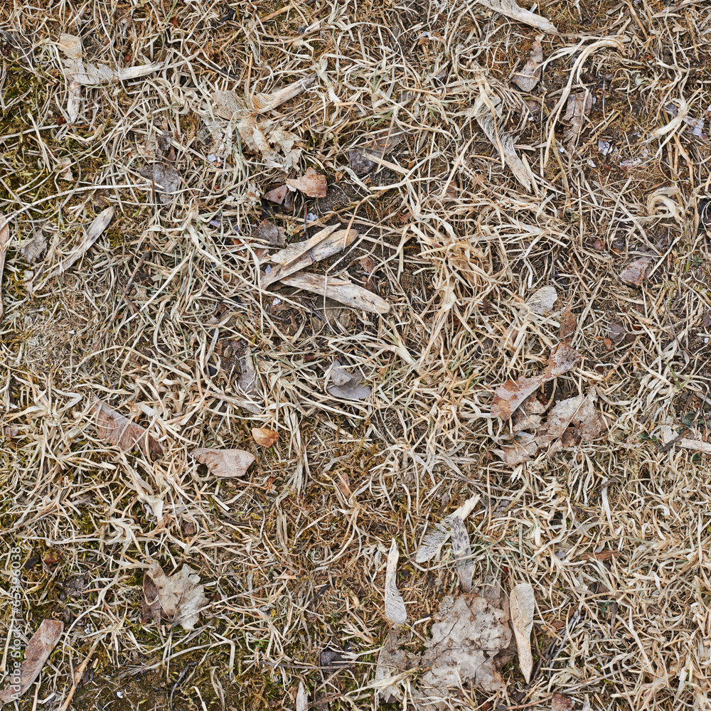 Dried grass fragment Dried grass fragment