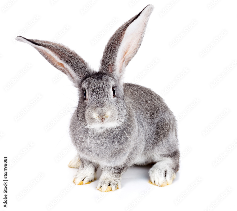Obraz premium Grey rabbit on white background