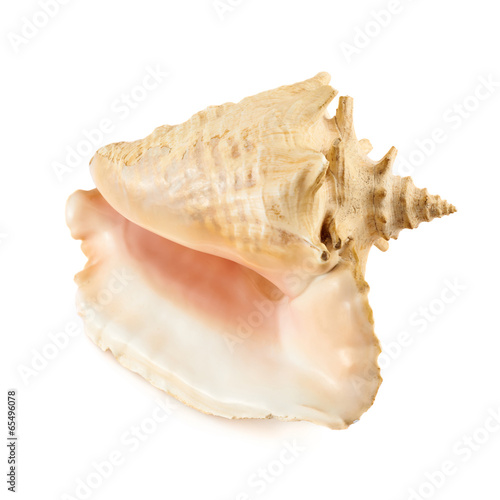 Seashell isolated over the white