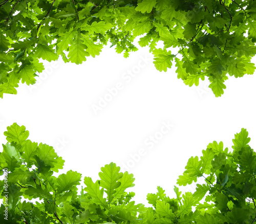 oak tree leaves isolated photo