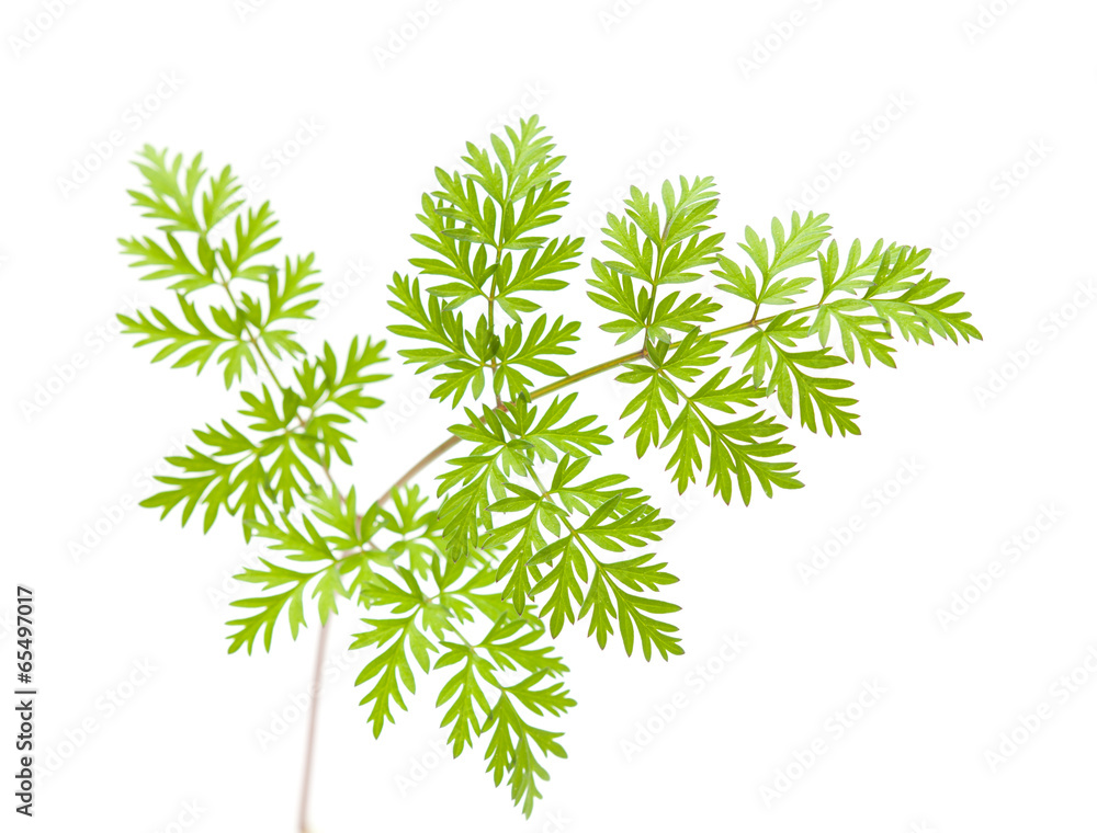wild parsley leaf wild parsley leaf