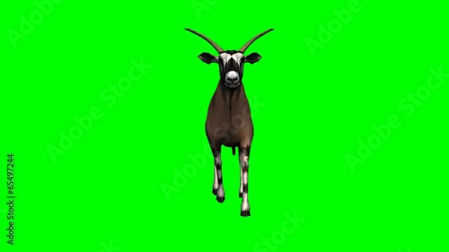 gemsbock antelope walking - green screen photo