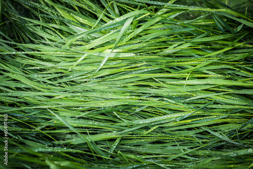 In garden after rain. Selective focus.