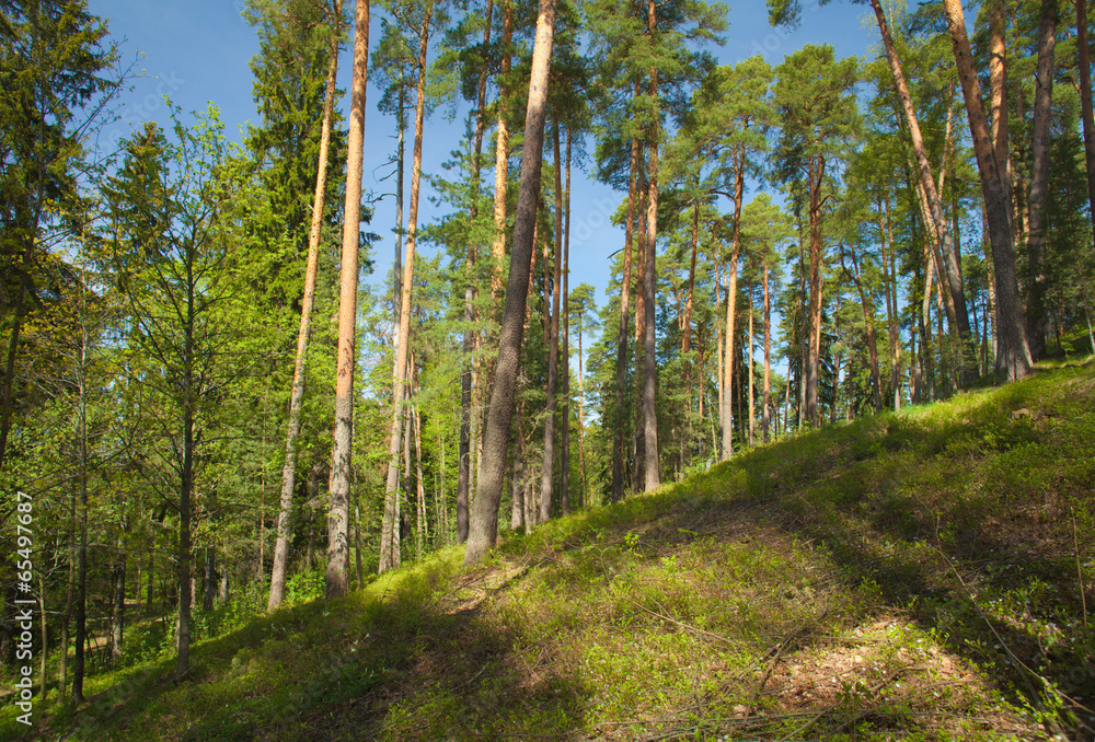 Obraz premium pine forest
