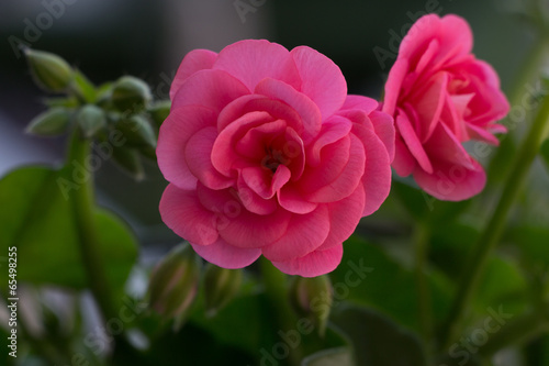 Fototapeta Naklejka Na Ścianę i Meble -  Rose oder Geranie?