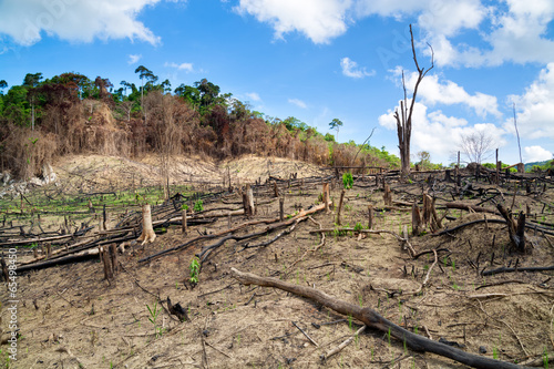 Photography Deforestation in El Nido, Palawan - Philippines