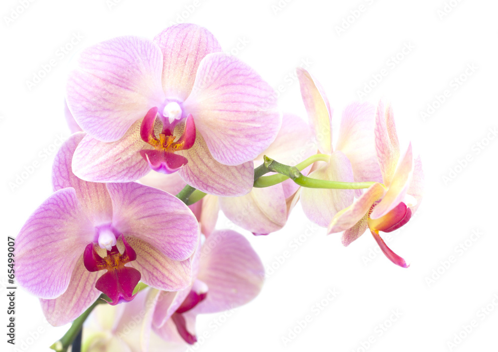 Fototapeta premium orange orchid in the pot isolated