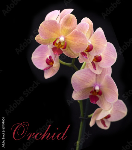 Fototapeta Naklejka Na Ścianę i Meble -  brick red orchid in the pot