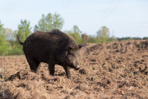 Wild boar searhing food on field