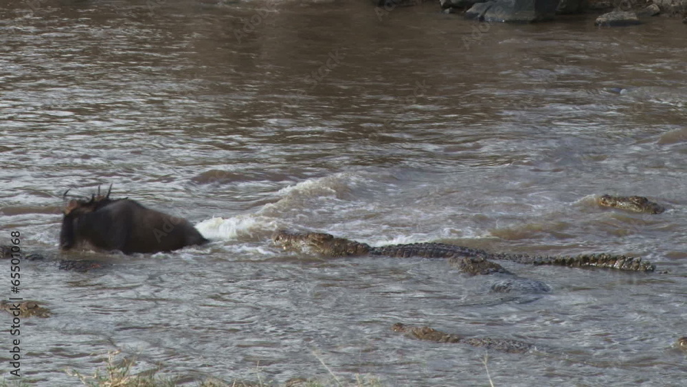 A crocodile tries to hunt a wildebeest crossing the mara river A crocodile tries to hunt a wildebeest crossing the mara river