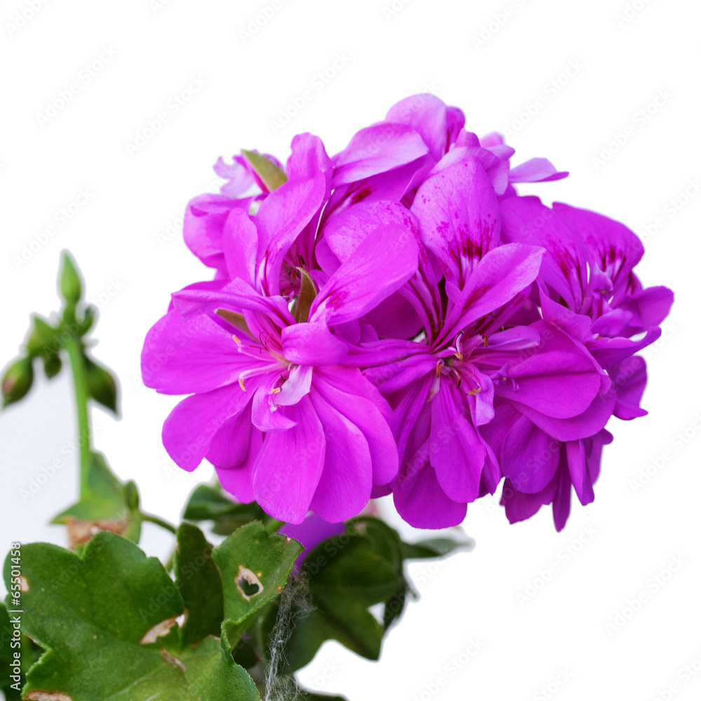 Geranium Geranium