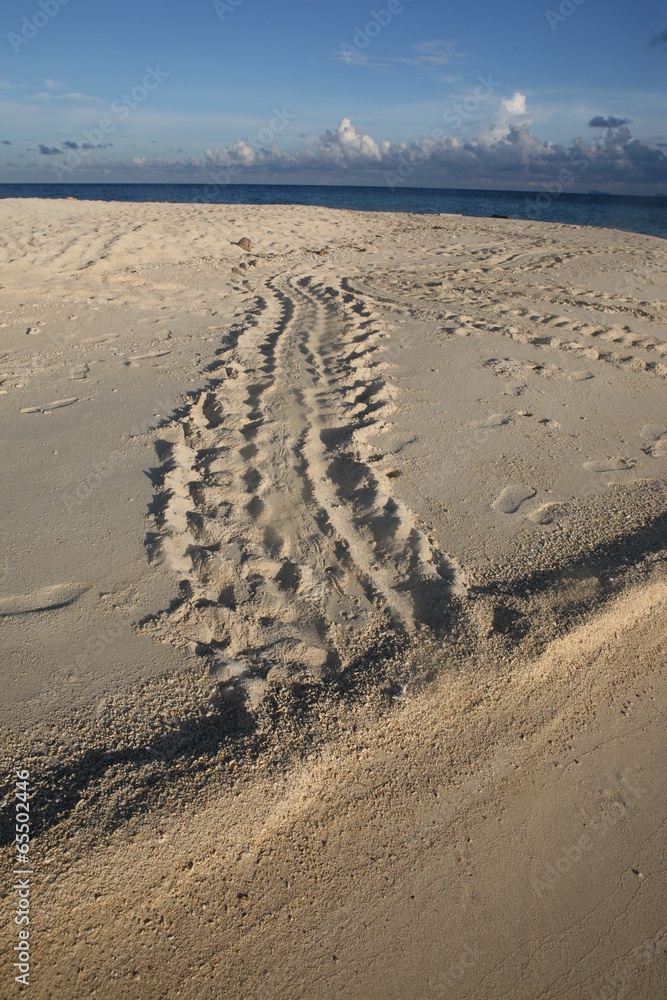 Fototapeta premium Spuren von Seeschildkröten im Sand