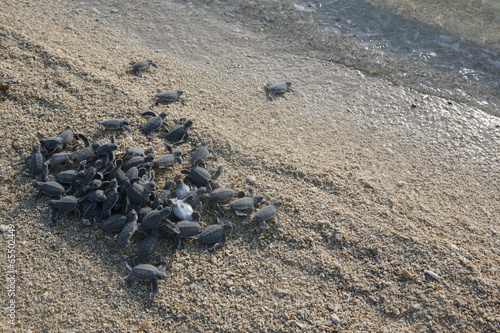Bild auf Leinwand Turtle Hatchling - Sandakan Island