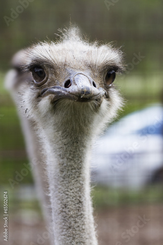 ostrich in the farm © spetenfia