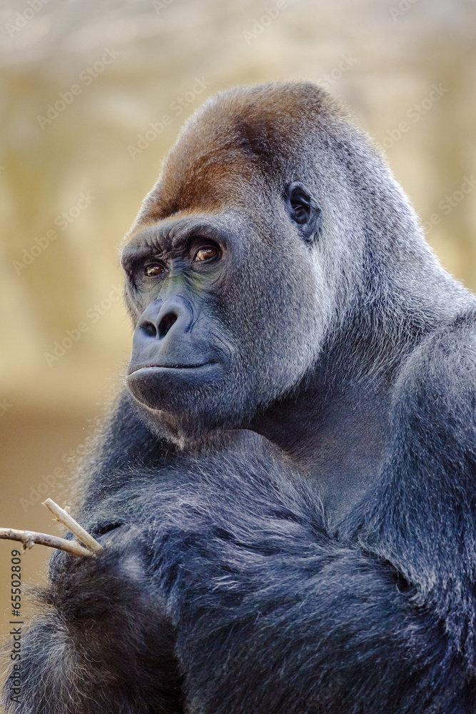 Obraz premium Silverback gorilla.