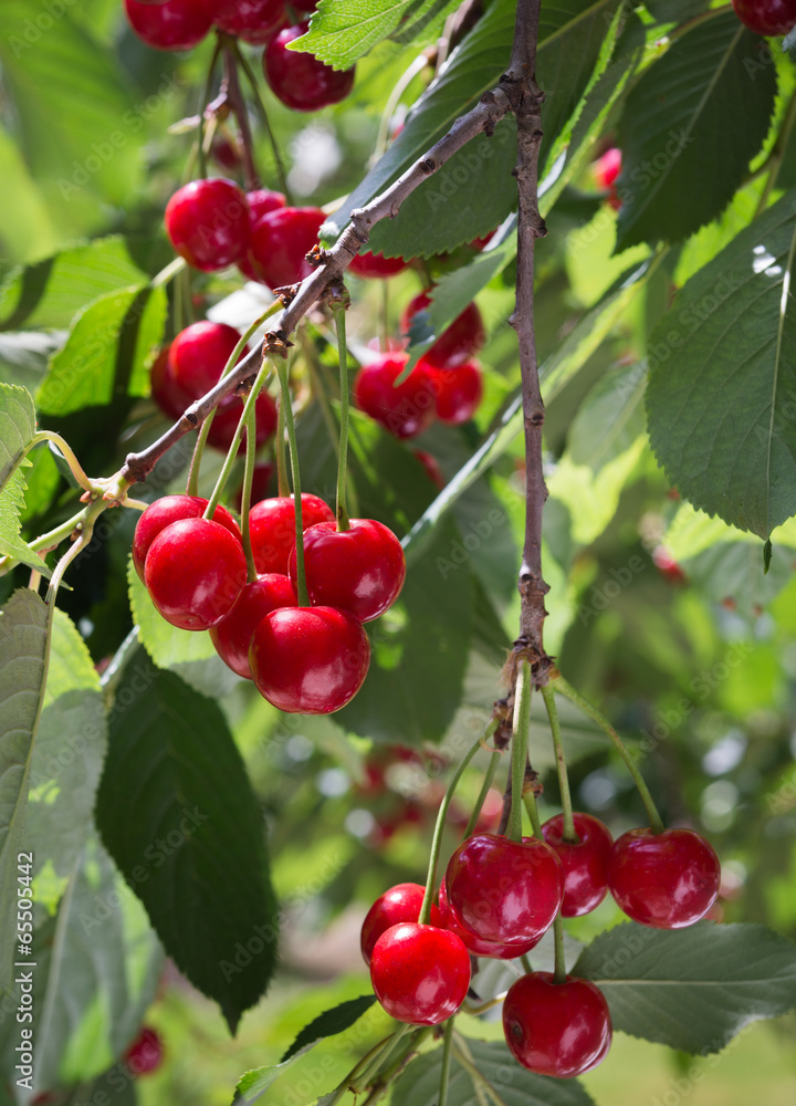 cherries on the branch cherries on the branch
