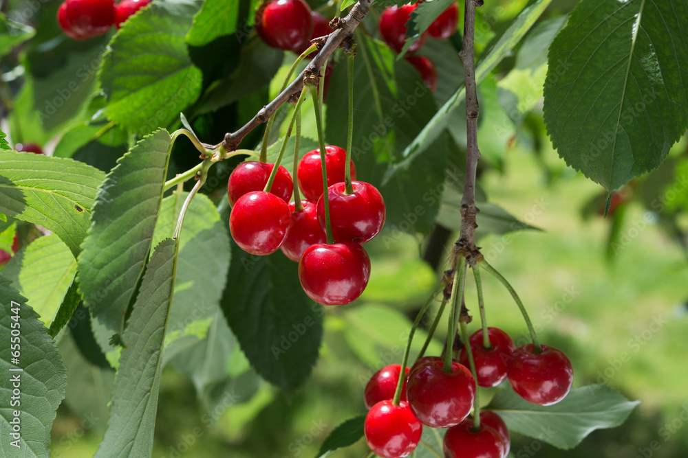 cherries on the branch