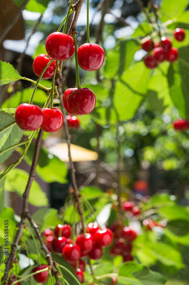 Obraz premium cherries on the branch
