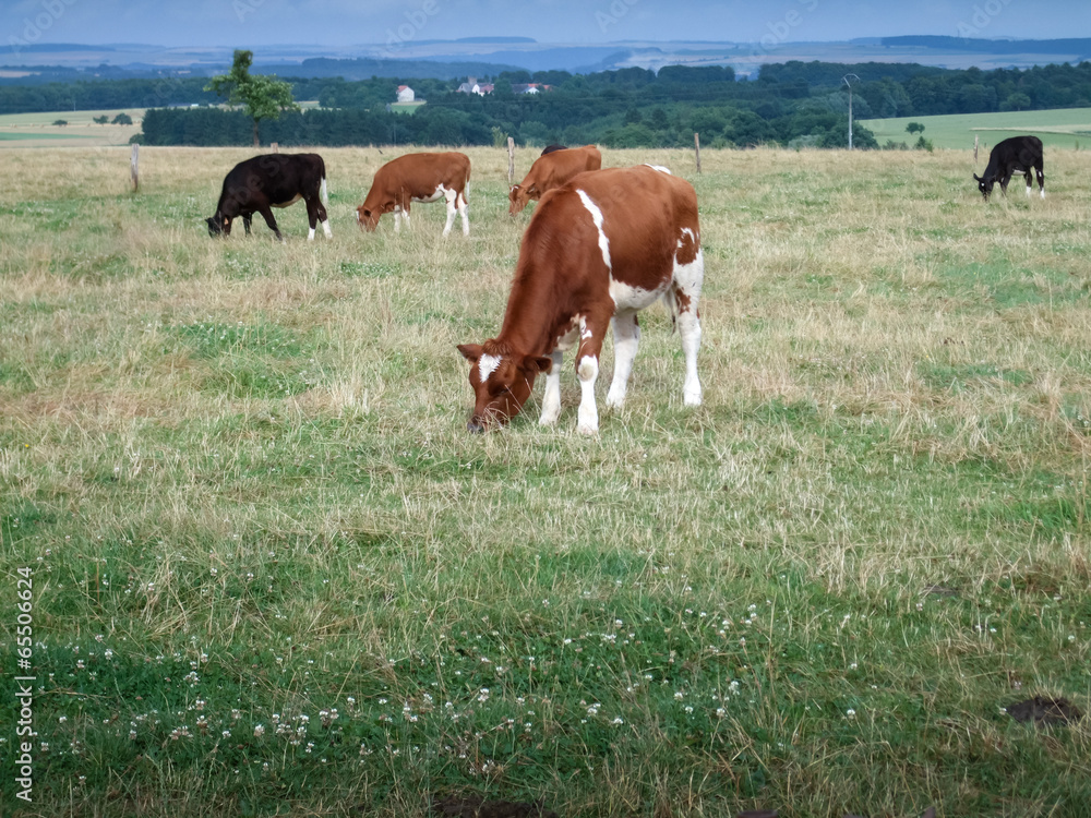 Naklejka premium Cows grazing in field