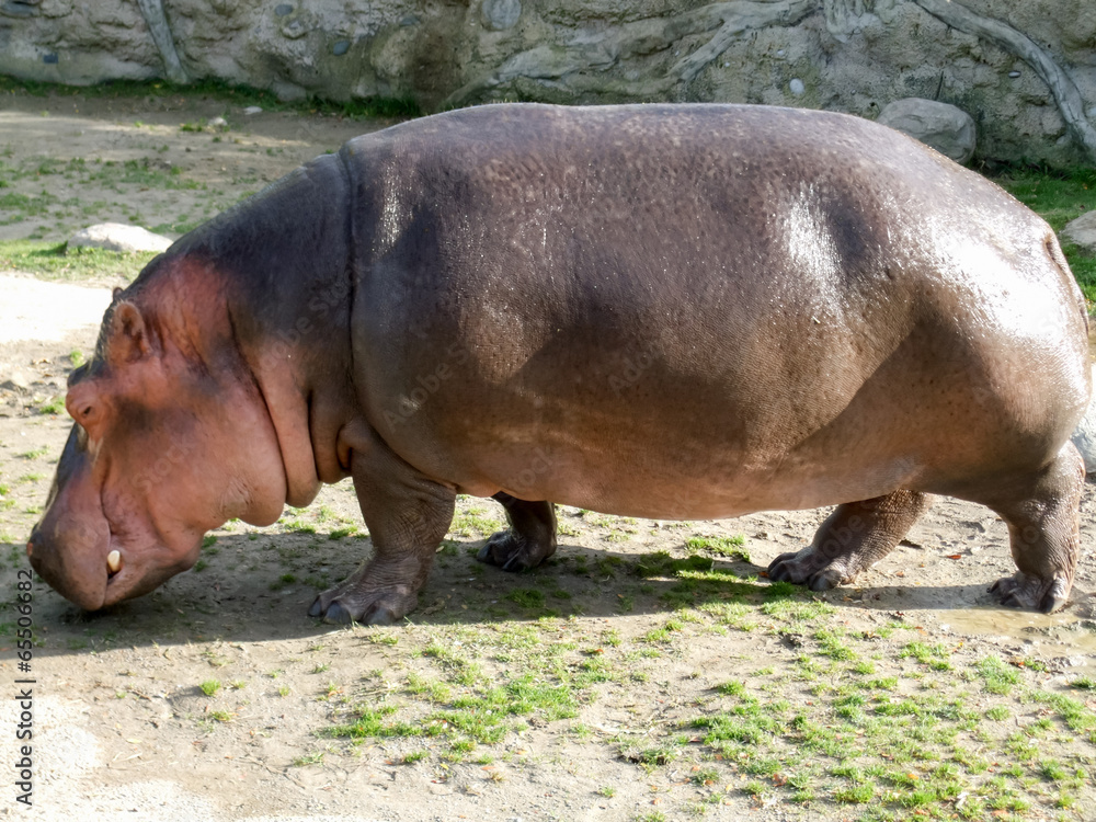 Hippopotamus (Hippopotamus amphibius) in a forest Hippopotamus (Hippopotamus amphibius) in a forest