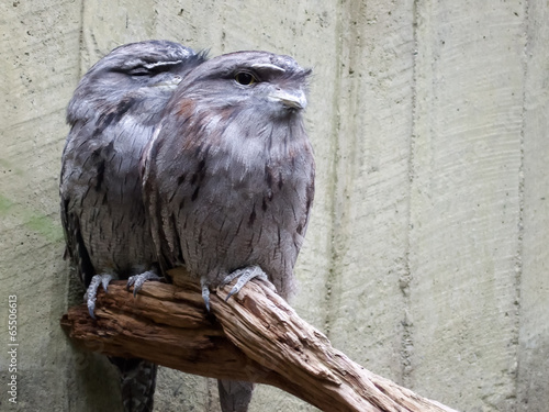 Pair of Owls perching on a branch photo