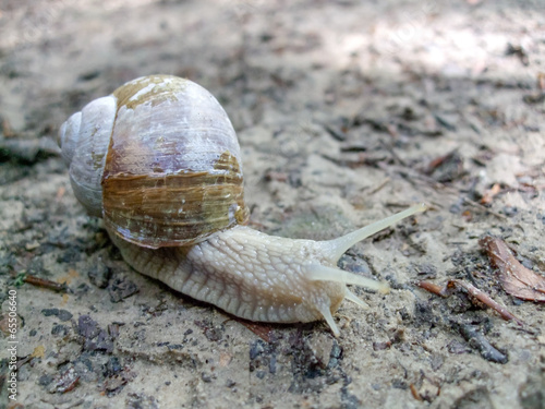 Close-up of a snail on the beach photo