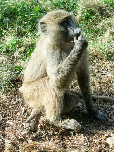 Close-up of a monkey photo