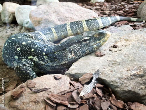 Close-up of a lizard © bruno135_406