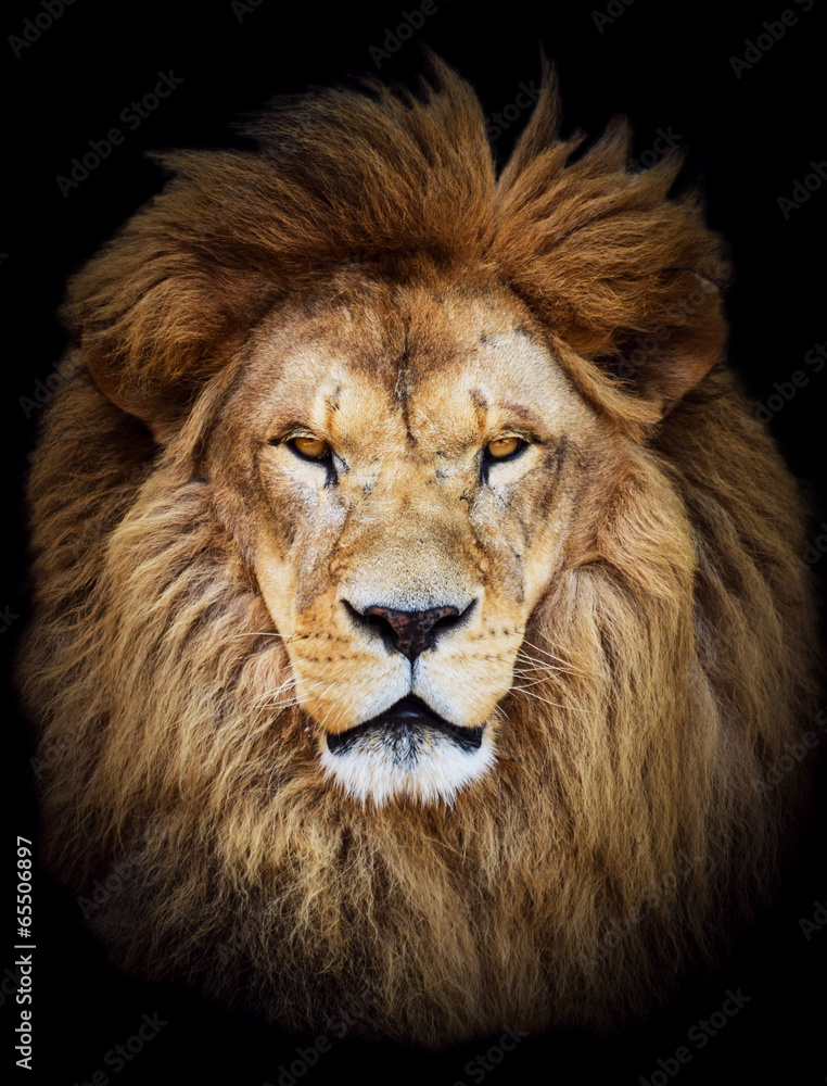 Fototapeta premium Portret ogromny piękny samiec lwa afrykańskiego przeciwko czarnym backg