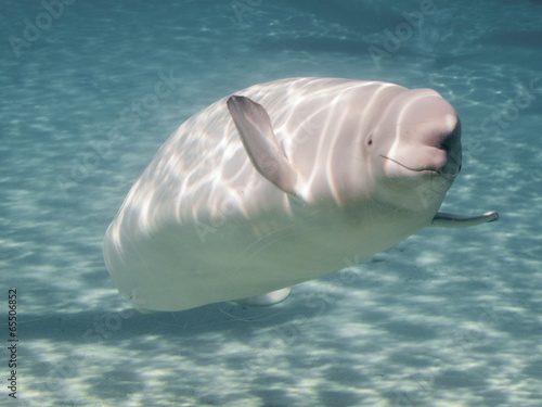 Slika na platnu Beluga whale (Delphinapterus leucas) in an aquarium