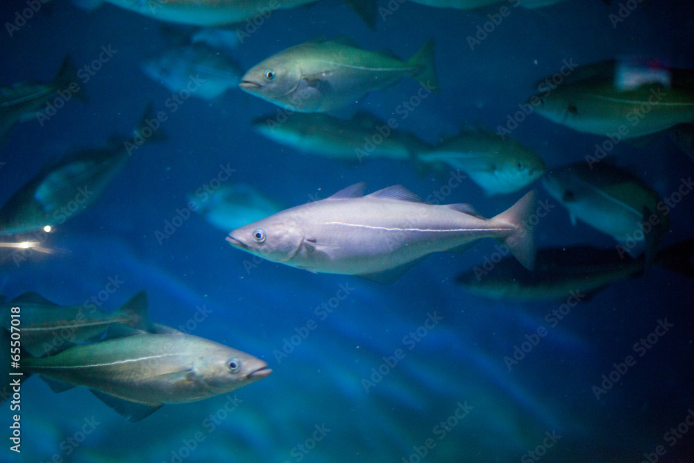 Obraz premium Fish in an aquarium