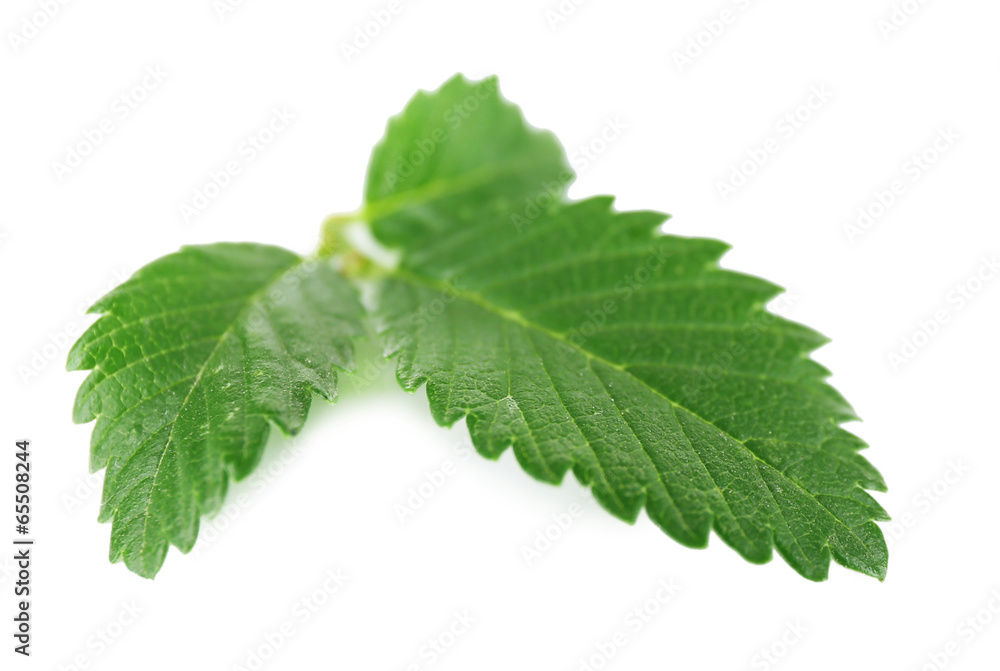 Green leaves isolated on white Green leaves isolated on white