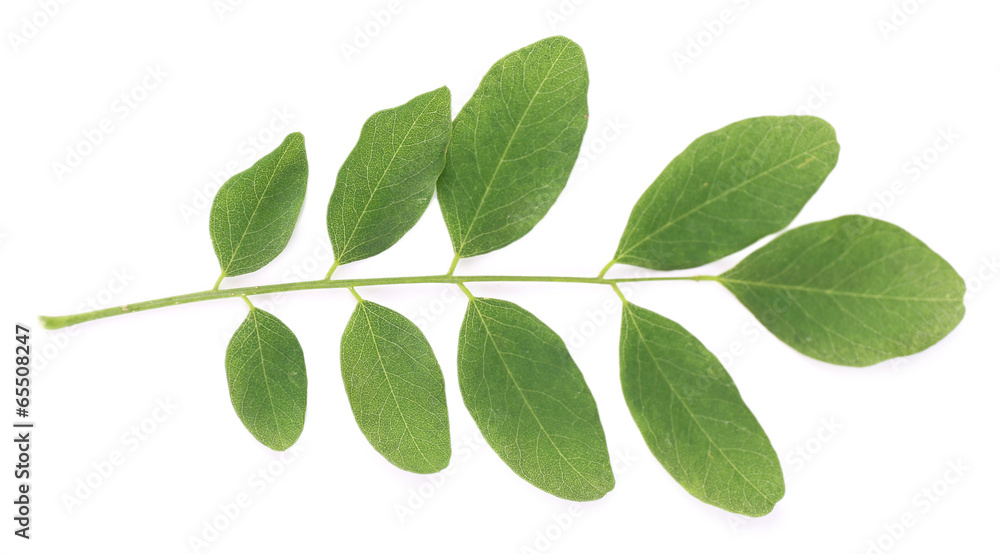 Fototapeta premium Beautiful green twig isolated on white
