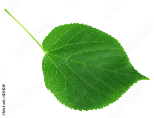 Green leave isolated on white