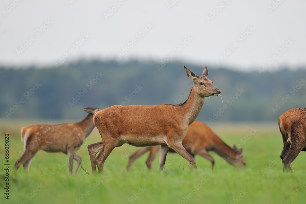 Red deer Red deer