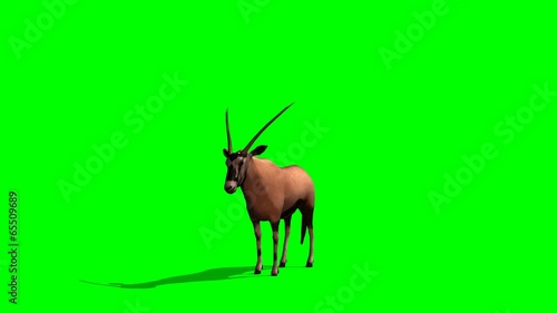 Gemsbok Antelopes stands and looks around - green screen photo