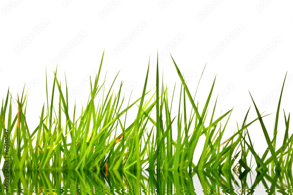 Fototapeta premium Green grass with reflection isolated on white background.