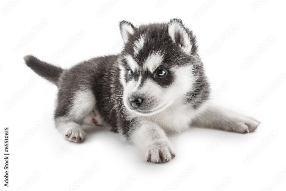 puppy Portrait - Husky puppy Portrait - Husky