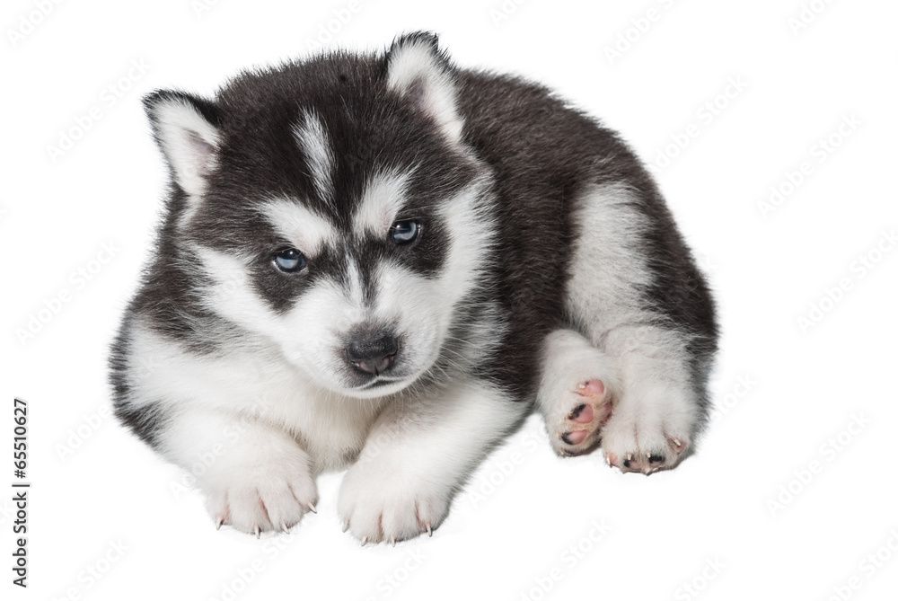 puppy Portrait - Husky puppy Portrait - Husky