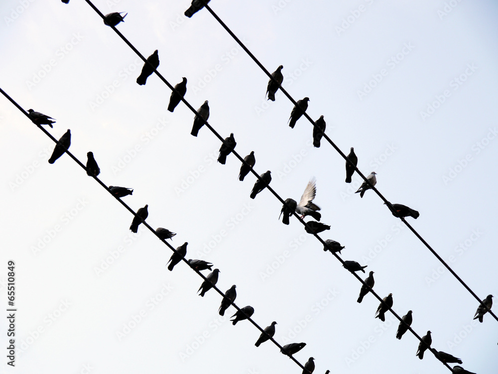 Sparrows on power lines in winter day Sparrows on power lines in winter day