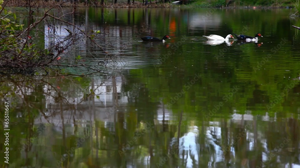 Black and white ducks swimming in pond Black and white ducks swimming in pond