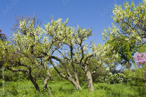 Wallpaper Mural Spring garden Torontodigital.ca