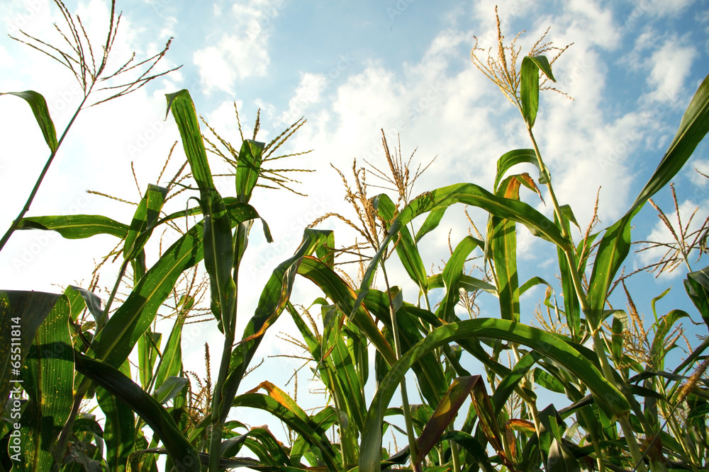 corn corn