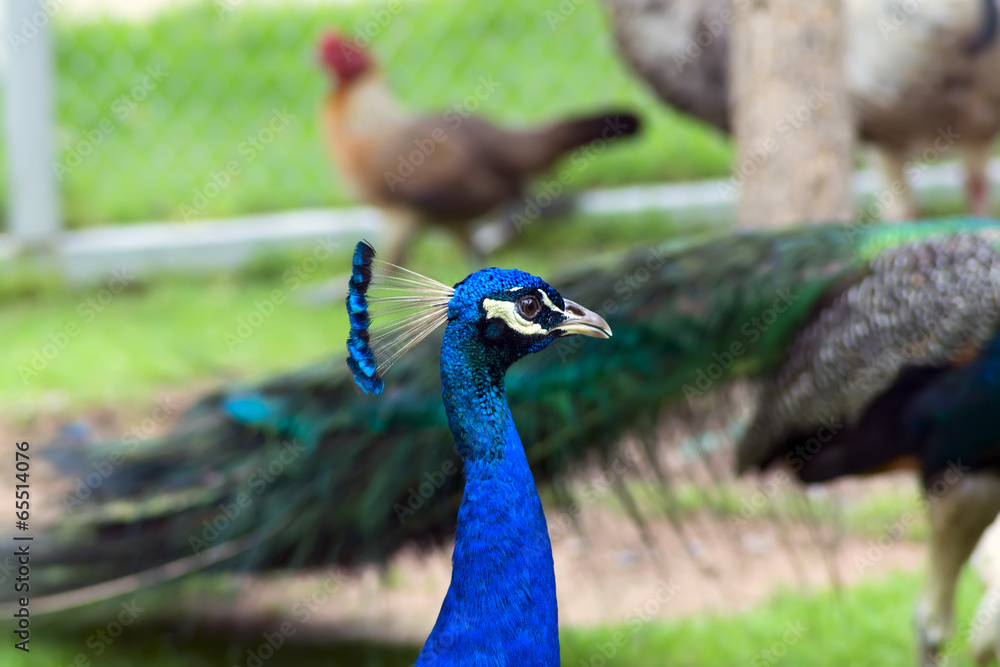 Obraz premium Peacock Head on Birds Background.