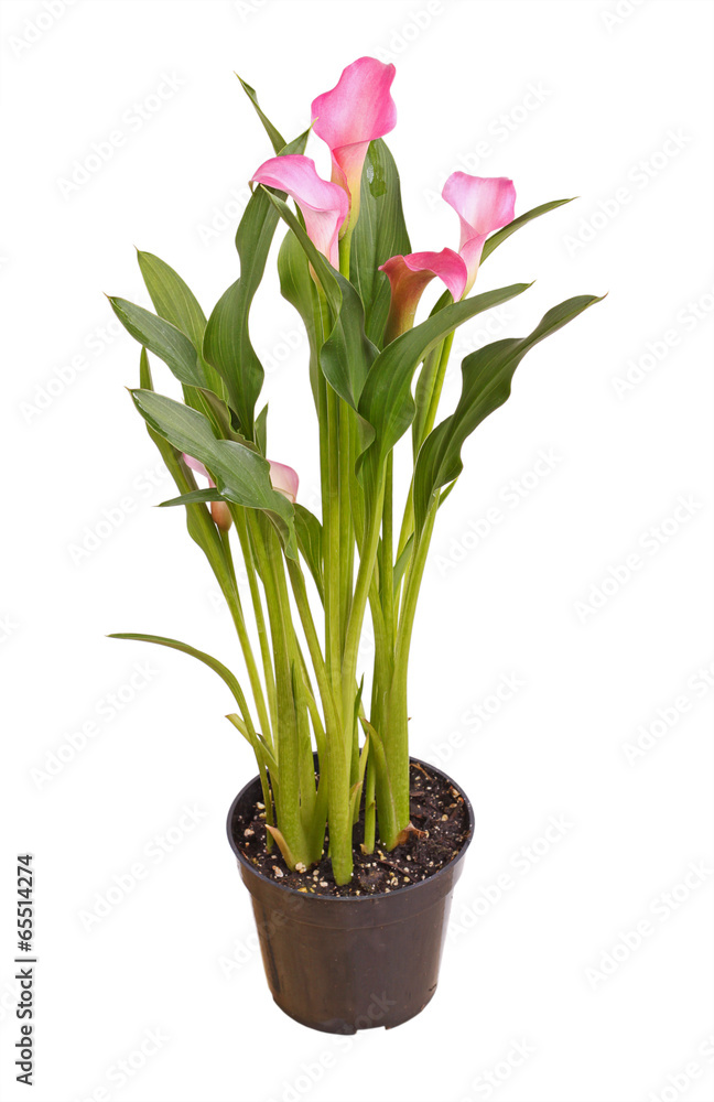 Fototapeta premium Potted pink calla lily isolated on white