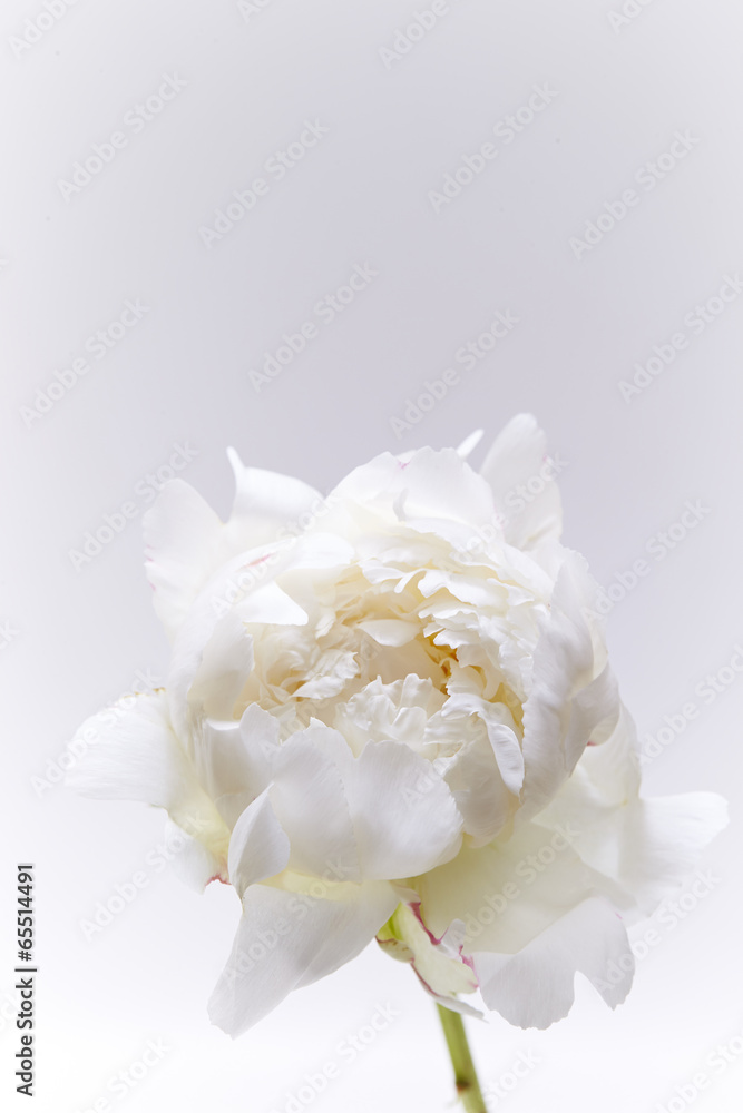 Flowers Flowers