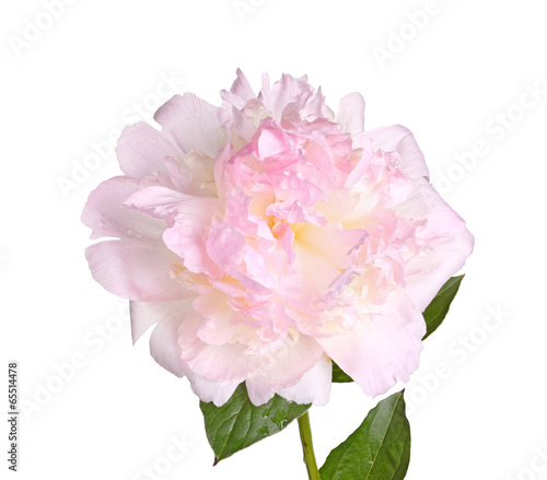 Pink and white peony flower, stem and leaf isolated