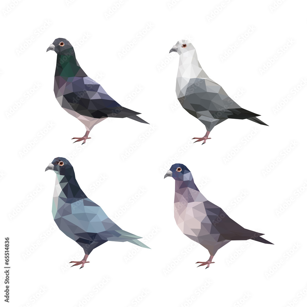 Set of different polygonal pigeons Set of different polygonal pigeons