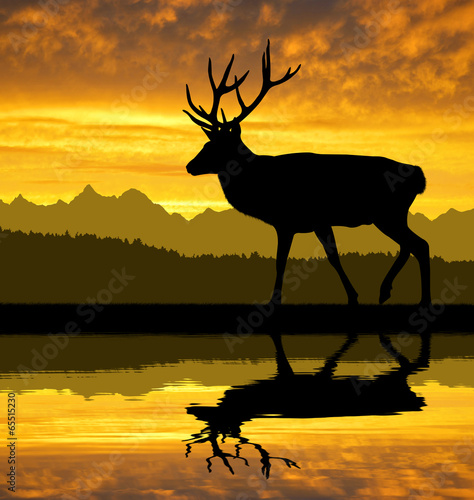 Deer silhouettes in the sunset